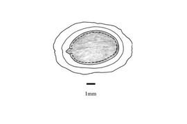   Embryo:   Luffa aegyptiaca ; Illustration by K. Parker, Kirkbride et al. (2006)
